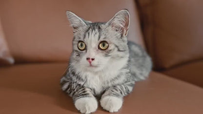 Litterluxe Pro Self-Cleaning Litter Box