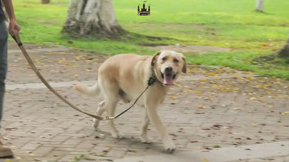 SafePaw Anti-Shock Leash with Seat Belt Attachment